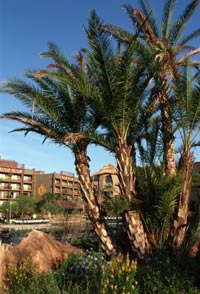 Disney's Deluxe Resorts